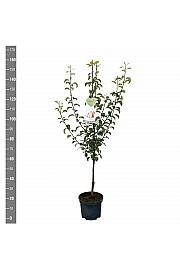 Pyrus communis Bonne Louise dAvranches C7,5 Lit. 125-150 cm