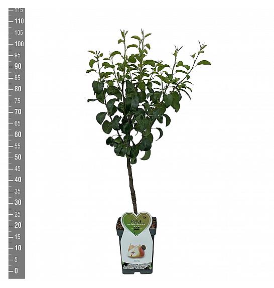 Pyrus communis Bellerts Butterbirne C5 Lit. 80-100 cm Patio