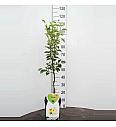 Pyrus communis Bellerts Butterbirne C5 Lit. 80-100 cm Patio