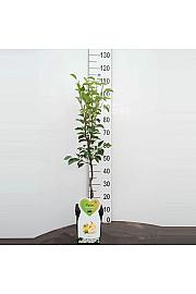 Pyrus communis Bellerts Butterbirne C5 Lit. 80-100 cm Patio