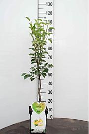 Pyrus communis Abate Fetel C5 Lit. 80-100 cm Patio (52371)
