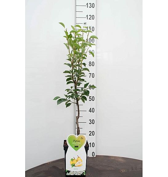 Pyrus communis Abate Fetel C5 Lit. 80-100 cm Patio (52371)