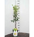 Pyrus communis Abate Fetel C5 Lit. 80-100 cm terasa