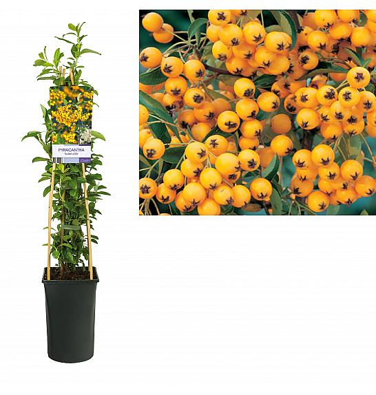 Pyracantha Soleil d'Or C2,5 lit. 40-60 cm