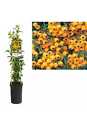 Pyracantha Soleil dOr C2,5 Lit. 40-60 cm