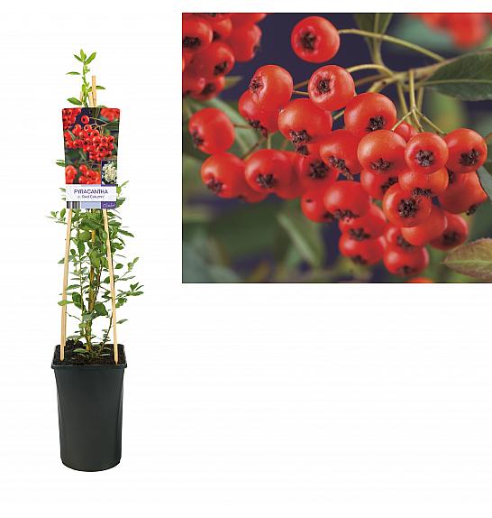 Pyracantha coccinea Crveni stupac C2,5 lit. 40-60 cm