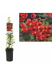 Pyracantha coccinea Red Column C2,5 Lit. 40-60 cm