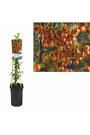 Pyracantha coccinea Orange Charmer C2,5 Lit. 40-60 cm