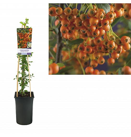 Pyracantha coccinea Orange Charmer C2,5 Lit. 40-60 cm