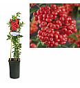 Pyracantha coccinea Mohave C2,5 Lit. 40-60 cm