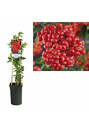 Pyracantha coccinea Mohave C2,5 Lit. 40-60 cm
