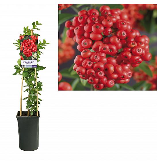 Pyracantha coccinea Mohave C2,5 Lit. 40-60 cm