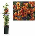 Pyracantha coccinea Golden Charmer C2,5 Lit. 40-60 cm