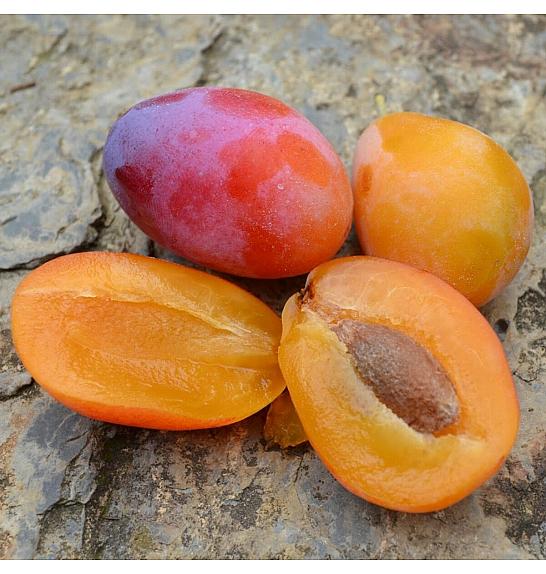 Prunus syriaca Aprimira C5 Lit. 125-150 cm
