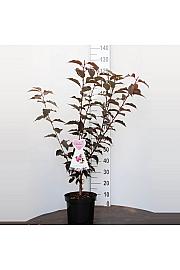 Prunus serulata Royal Burgundy C7.5 Lit. 80-100 cm