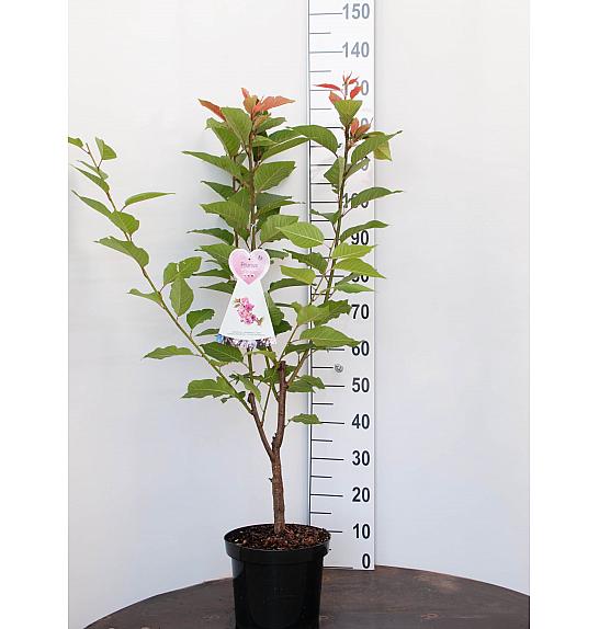 Prunus serulata Kanzan C7.5 Lit. 80-100 cm