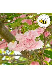 Prunus serulata Kanzan C5 Lit. Na stabljici 50 cm