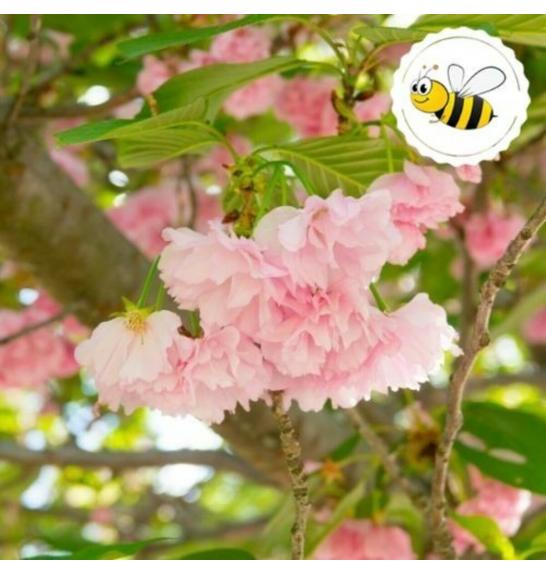 Prunus serulata Kanzan C5 Lit. Na steblu 50 cm