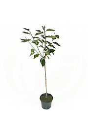 Prunus serulata Kanzan C5 Lit. 60-80 cm