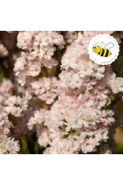 Prunus serulata Amanogawa C5 Lit. 60-80 cm