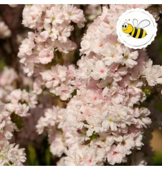 Prunus serulata Amanogawa C5 Lit. 60-80 cm