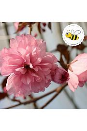 Prunus serrulata Royal Burgundy C5 Lit. Na stabljici 50 cm