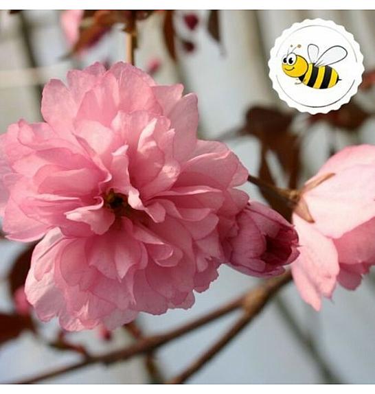 Prunus serrulata Royal Burgundy C5 Lit. Na stabljici 50 cm