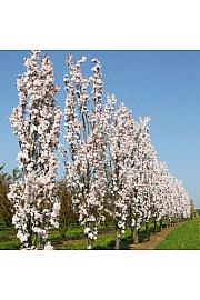Prunus serrulata Amanogawa C7.5 Lit. 80-100 cm