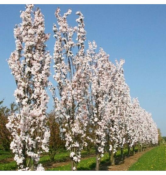 Prunus serrulata Amanogawa C7.5 Lit. 80-100 cm