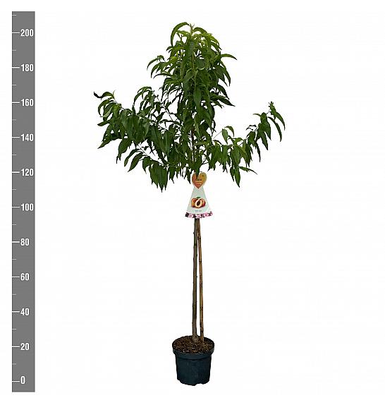Prunus persica Suncrest C7,5 Lit. 175-200 cm Na steblu 100 cm