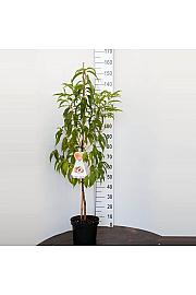 Prunus persica Suncrest C7,5 Lit. 125-150 cm