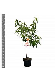 Prunus persica Saturn C7,5 Lit. 125-150 cm