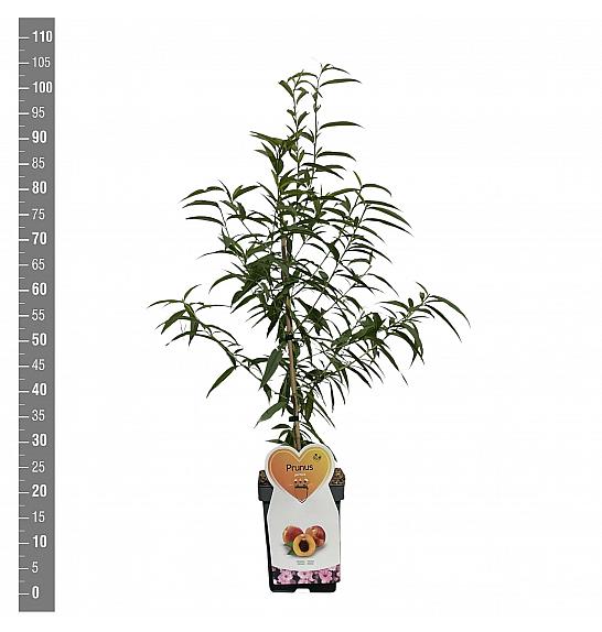 Prunus persica C5 Lit. 80-100 cm Patio