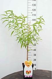 Prunus persica C5 Lit. 80-100 cm terasa