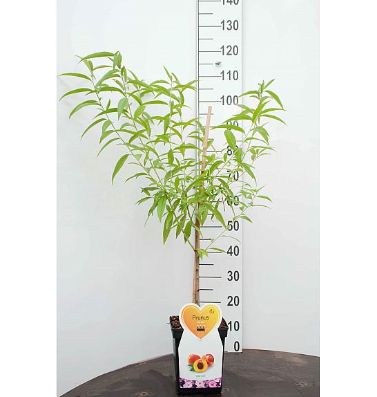 Prunus persica C5 Lit. 80-100 cm terasa