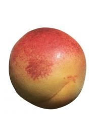 Prunus percocca Pfirsicose C5 Lit. 40-60 cm Na steblu