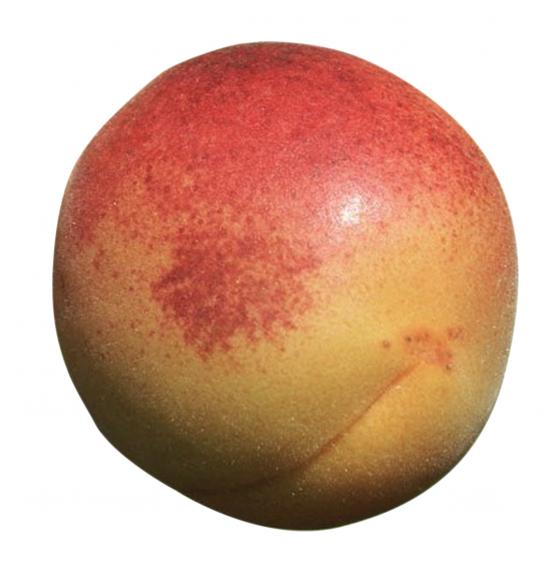 Prunus percocca Pfirsicose C5 Lit. 40-60 cm Na steblu