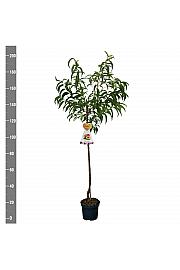 Prunus nucipersica Flavortorp C7,5 Lit. 175-200 cm Na steblu 100