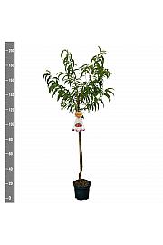 Prunus nucipersica Flateryna C7,5 Lit. 175-200 cm Na steblu 100 cm