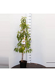 Prunus nucipersica Flateryna C7,5 Lit. 125-150 cm