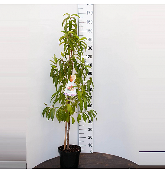 Prunus nucipersica Flateryna C7,5 Lit. 125-150 cm