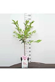 Prunus nipponica Ruby C5 Lit. Na stabljici 50 cm