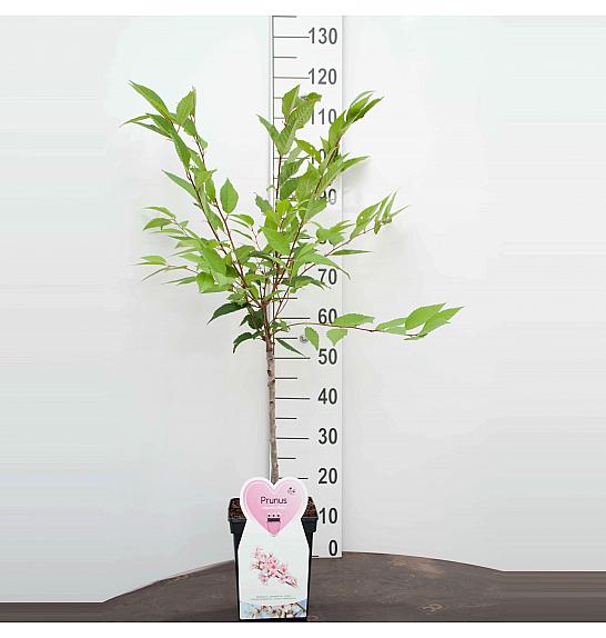 Prunus nipponica Ruby C5 Lit. Na stabljici 50 cm