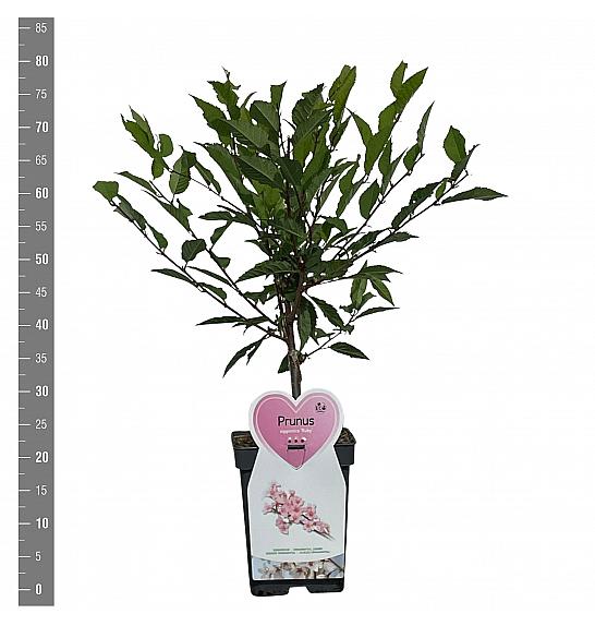 Prunus nipponica Ruby C5 Lit. 60-80 cm