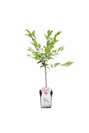 Prunus nipponica Ruby C5 Lit. 60-80 cm