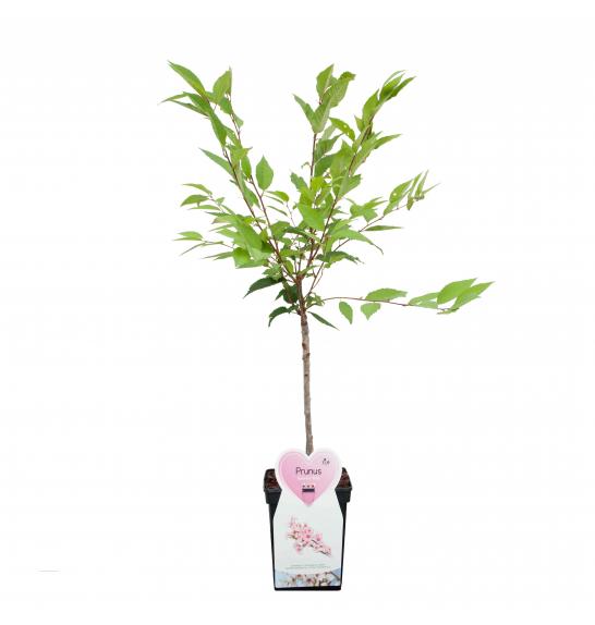 Prunus nipponica Ruby C5 Lit. 60-80 cm