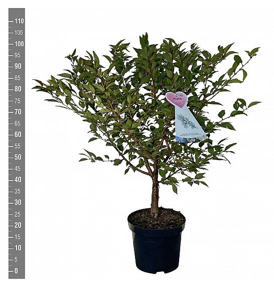 Prunus nipponica Brillant C7,5 Lit. 80-100 cm