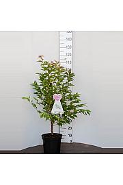Prunus nipponica Brillant C7,5 Lit. 80-100 cm