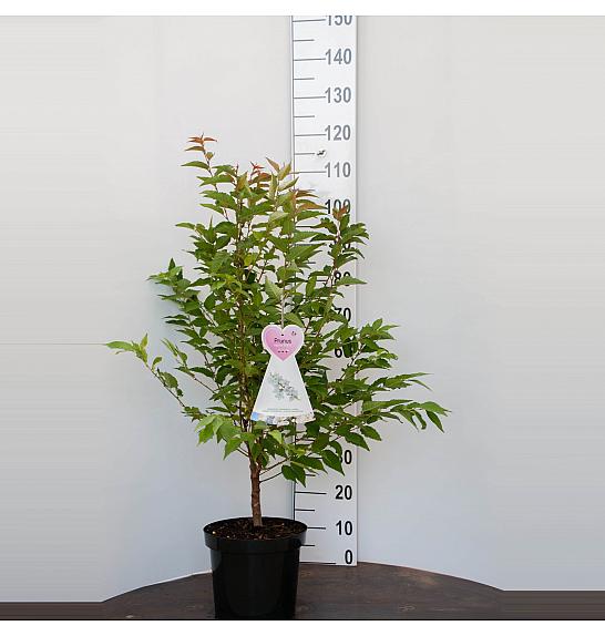 Prunus nipponica Brillant C7,5 Lit. 80-100 cm
