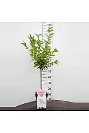 Prunus nipponica Brillant C5 Lit. Na stabljici 50 cm
